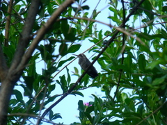 Cynanthus latirostris