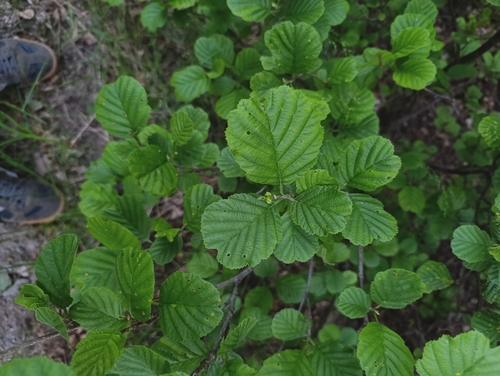 common alder