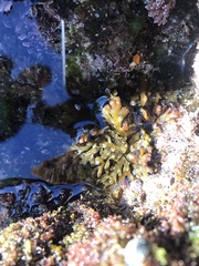 Cystoseira compressa