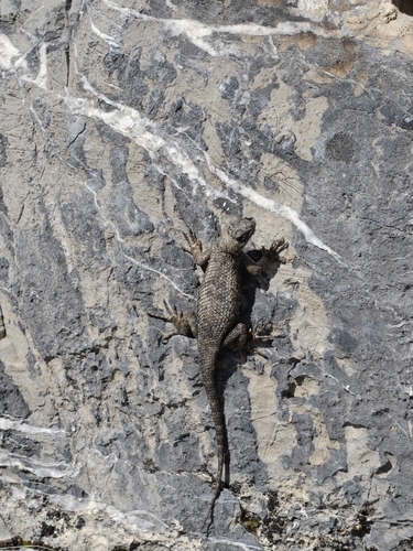 iNaturalist observation photo of Western Fence Lizard