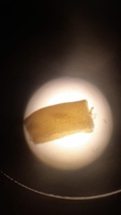 Cystoseira compressa