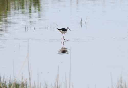 Black-winged Stilt