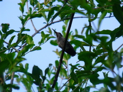 Cynanthus latirostris