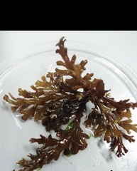 Cystoseira compressa