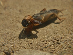 Gryllotalpa africana