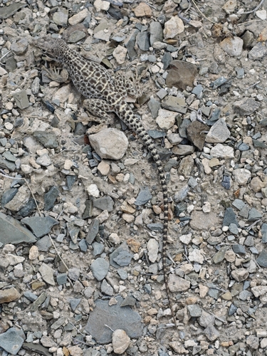 iNaturalist observation photo of Long-nosed Leopard Lizard
