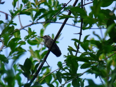 Cynanthus latirostris