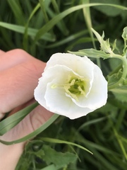 Oenothera speciosa