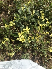 Raphanus raphanistrum