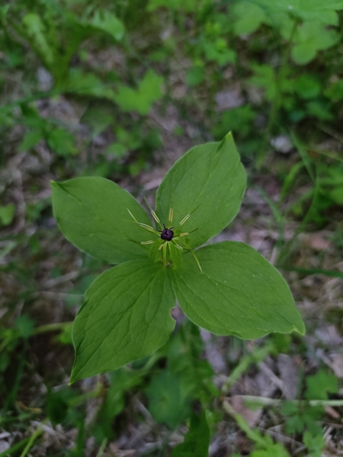 Herb Paris