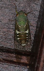 Dundubia