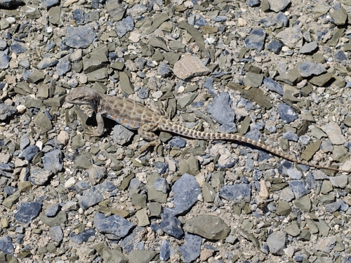 iNaturalist observation photo of Long-nosed Leopard Lizard
