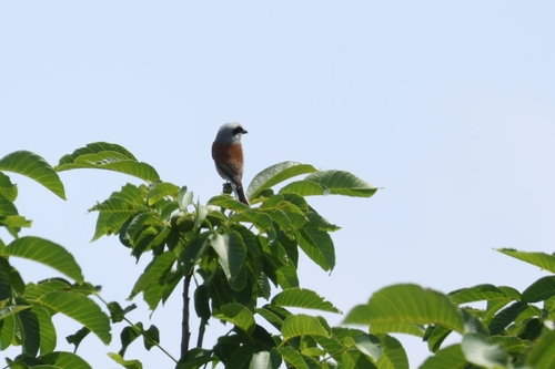 Red-backed Shrike