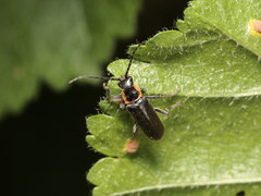 Cantharis xanthoporpa
