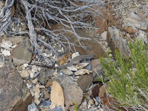 iNaturalist observation photo of Western Whiptail