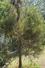 Juniperus gamboana