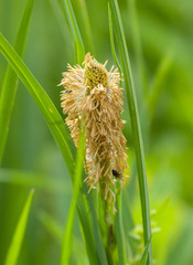 Carex microdonta