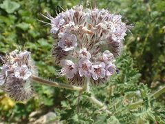 Phacelia hubbyi