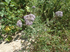 Phacelia hubbyi