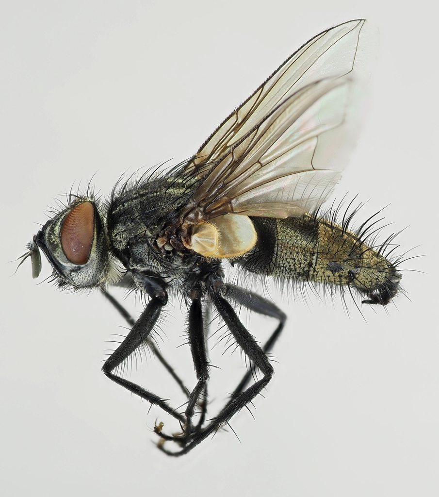 Tachinid fly