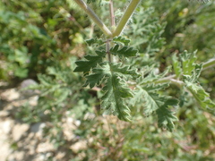 Phacelia hubbyi