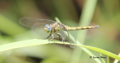 Orthetrum guineense