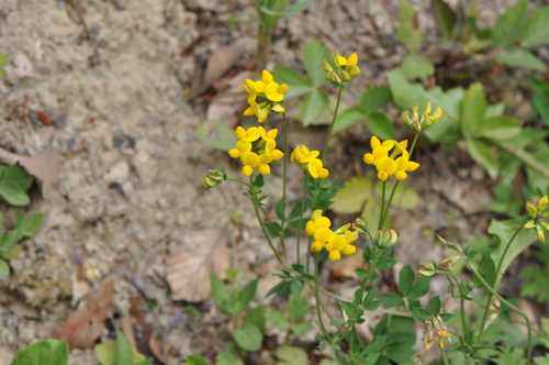 bird's-foot trefoil