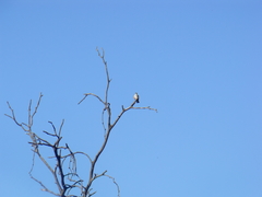 Pyrocephalus rubinus