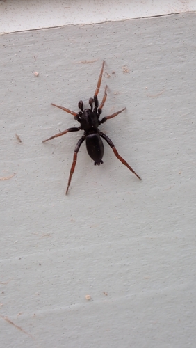 Yellow-legged Zipper Spider, Appeltern, Informatietuinen, 6631 KW Horssen, Nederland, photo 9 of 10