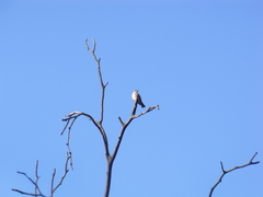 Pyrocephalus rubinus