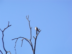 Pyrocephalus rubinus