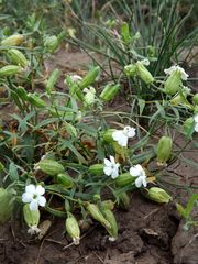 Silene procumbens