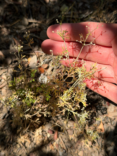 Apiastrum angustifolium, photograph 3