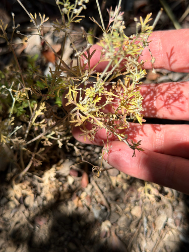 Apiastrum angustifolium, photograph 4