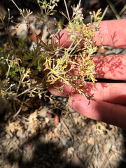 Apiastrum angustifolium, photograph (c) klicklo, some rights reserved (CC BY)