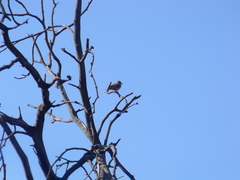 Pyrocephalus rubinus