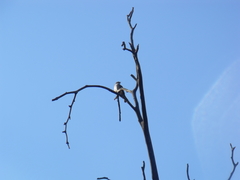 Pyrocephalus rubinus