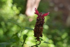 Salvia wagneriana
