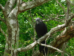 Crotophaga sulcirostris