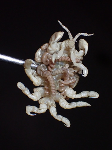 Cyamus scammoni observed 2026-04-30