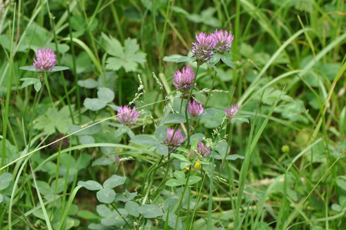Red Clover