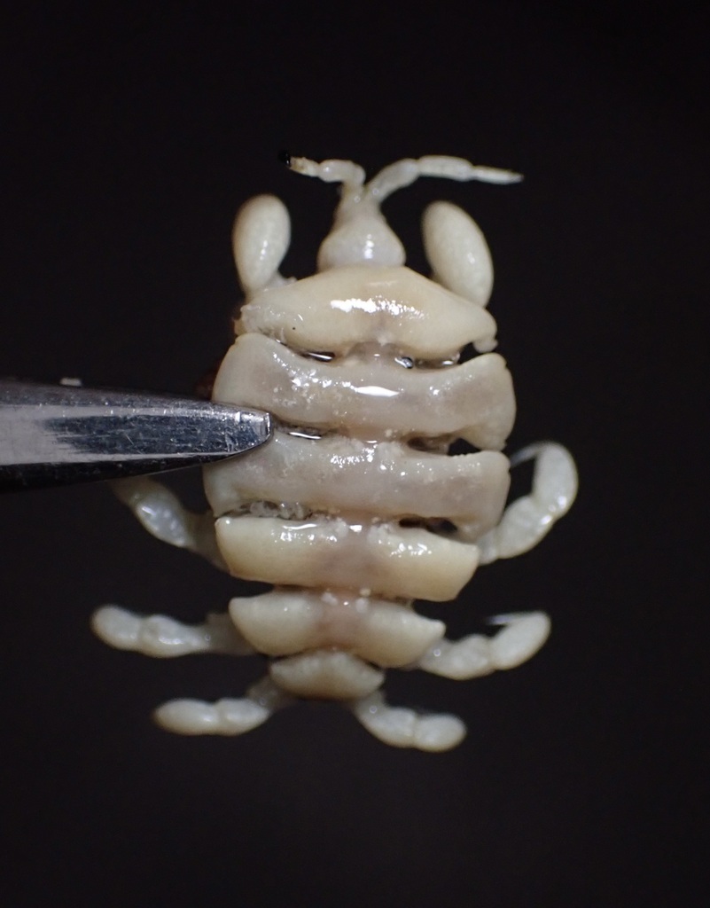 Cyamus scammoni