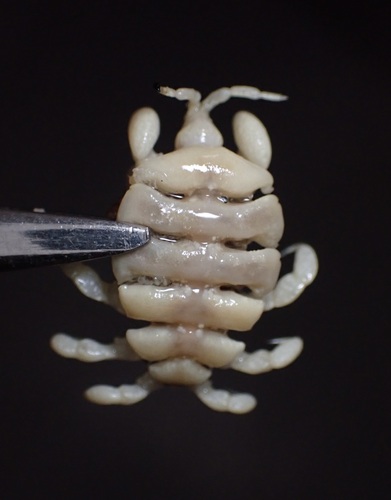 Cyamus scammoni