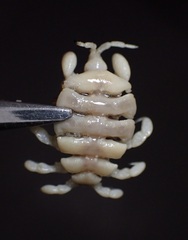 Cyamus scammoni