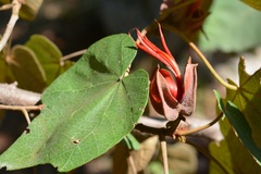 Chiranthodendron pentadactylon