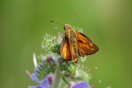 Large Skipper
