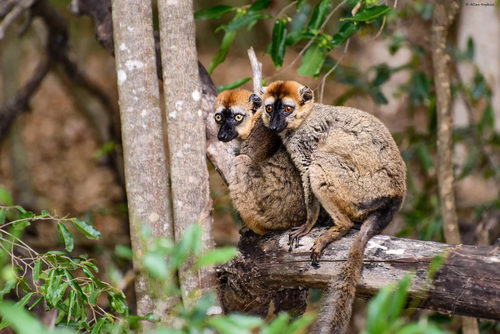 Red Brown Lemur
