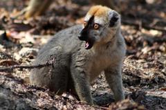 Red-Fronted Lemur photo 4