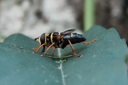 Carolinian Elegant