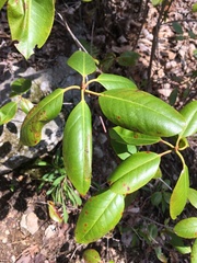 Rhododendron carolinianum